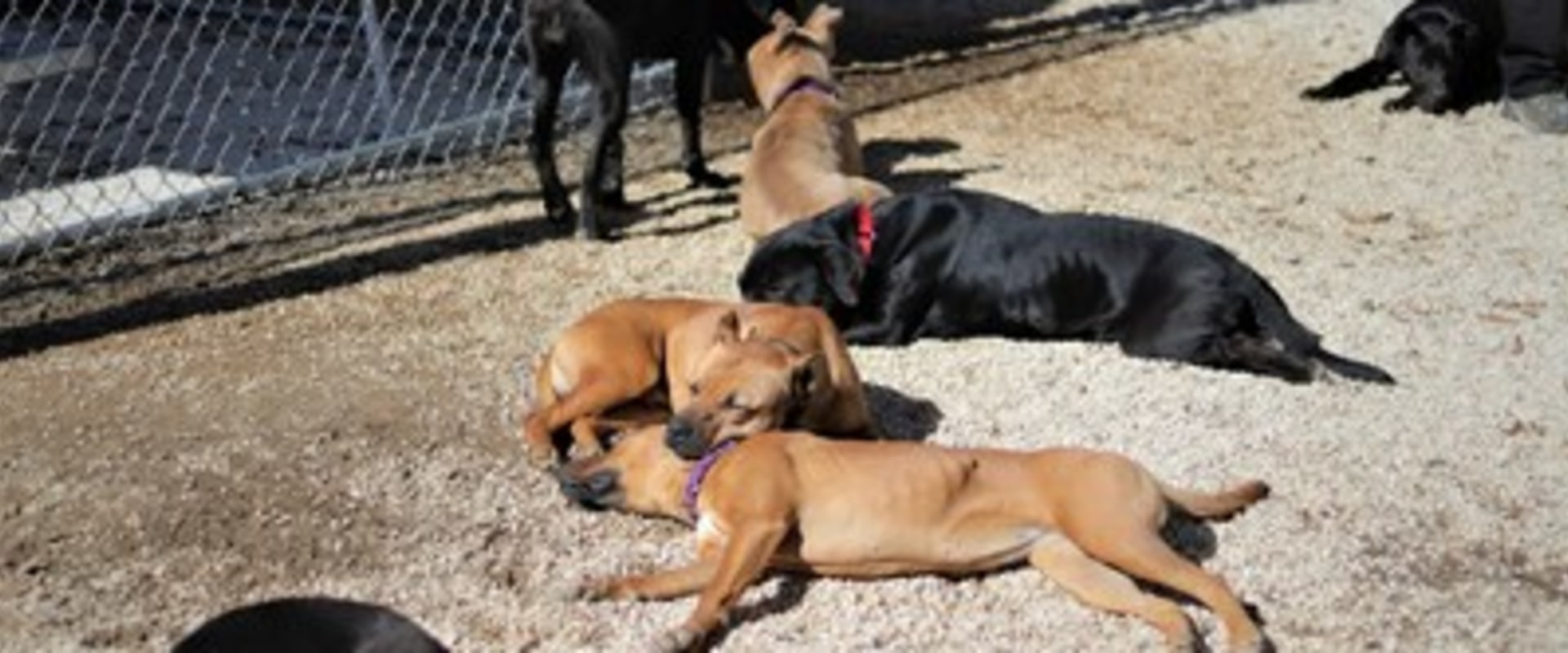 Do Animal Shelters in Lee County, Florida Provide Behavioral Training