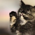 Do Animal Shelters in Lee County, Florida Have a Spay and Neuter Clinic On Site?