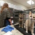 Do Animal Shelters in Lee County, Florida Have a Waiting List for Adoptions?