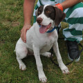 Make a Difference: Volunteer Opportunities at Animal Shelters in Lee County, Florida