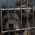 Discover the Animals You Can Find at Shelters in Lee County, Florida