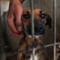 Reporting Animal Abuse and Neglect in Lee County, Florida