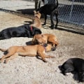 Do Animal Shelters in Lee County, Florida Provide Behavioral Training for Adopted Animals?