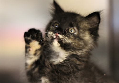 Do Animal Shelters in Lee County, Florida Have a Spay and Neuter Clinic On Site?