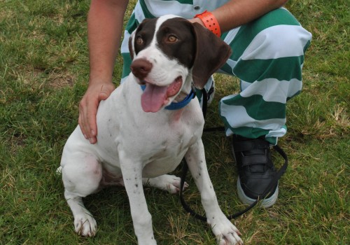 Do Lee County Animal Shelters Provide Spaying and Neutering Services?