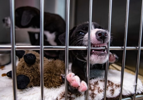 Understanding the Euthanasia Policy at Animal Shelters in Lee County, Florida