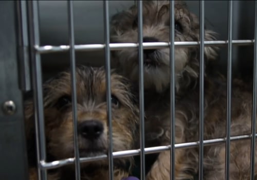 Discover the Animals You Can Find at Shelters in Lee County, Florida