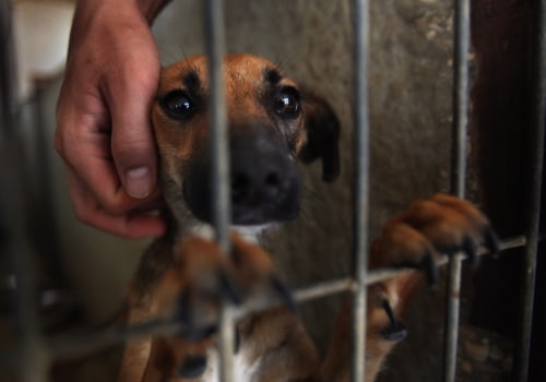 Reporting Animal Abuse and Neglect in Lee County, Florida