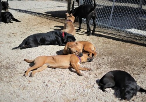 Do Animal Shelters in Lee County, Florida Provide Behavioral Training for Adopted Animals?