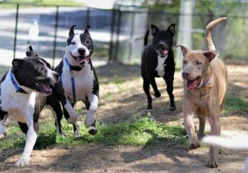 Adopt a Pet in Lee County, Florida: Upcoming Adoption Events