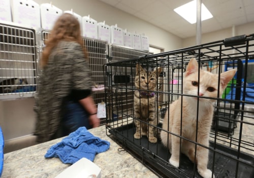What is the Policy on Stray Animals in Lee County, Florida?